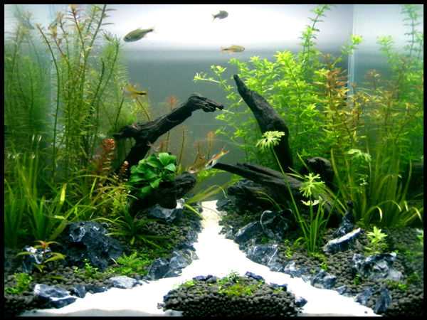 Planted aquarium